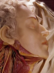 Model of a man whose throat has been cut